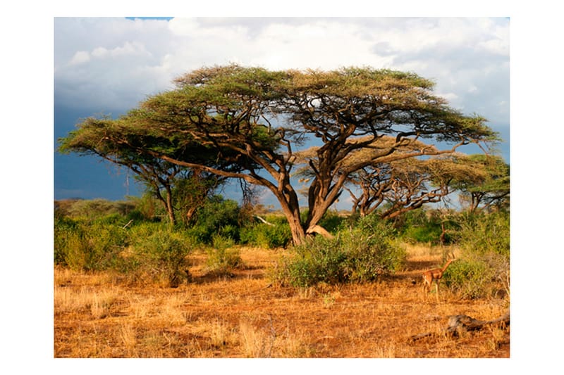 Fototapet Samburu National Reserve Kenya 250x193 - Artgeist sp. z o. o. - Inredning - Väggdekor - Tapet & tapettillbehör - Fototapet