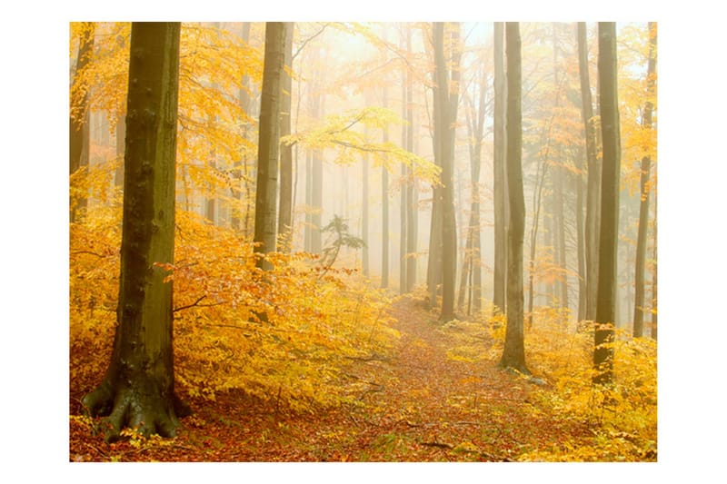 Fototapet Skog Höst 350x270, Artgeist sp. z o. o.