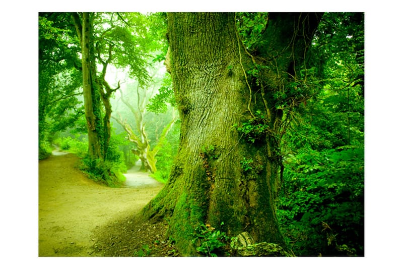 Fototapet Skog Vägen 400x309, Artgeist sp. z o. o.