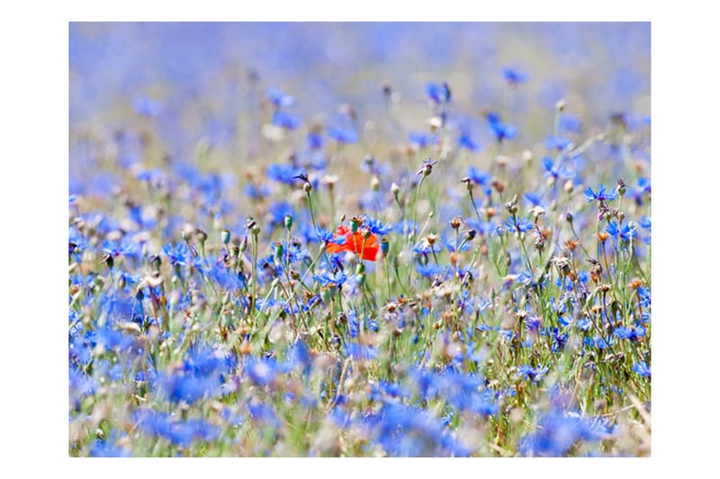Fototapet Sky-Colored Meadow Cornflowers 350x270 - Artgeist sp. z o. o. - Inredning - Väggdekor - Tapet & tapettillbehör - Fototapet