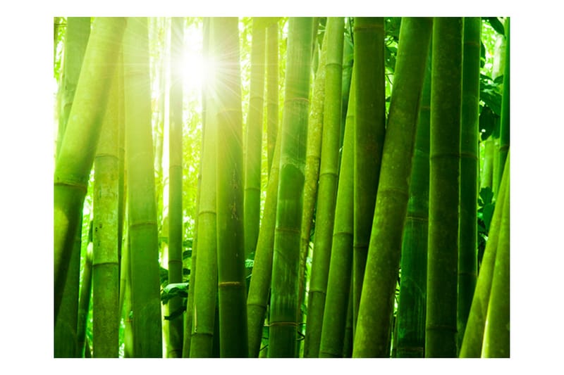 Fototapet Sol Och Bambu 250x193 - Artgeist sp. z o. o. - Inredning - Väggdekor - Tapet & tapettillbehör - Fototapet