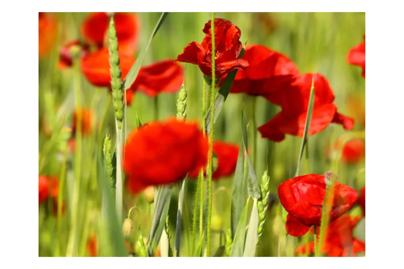 Fototapet Spannmål Fält Med Vallmo 200x154 - Artgeist sp. z o. o. - Inredning - Väggdekor - Tapet & tapettillbehör - Fototapet