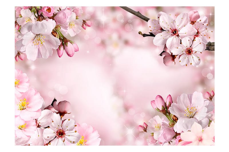 Fototapet Spring Cherry Blossom 300x210 - Artgeist sp. z o. o. - Inredning - Väggdekor - Tapet & tapettillbehör - Fototapet