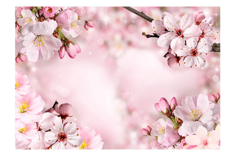 Fototapet Spring Cherry Blossom 300x210 - Artgeist sp. z o. o. - Fototapet