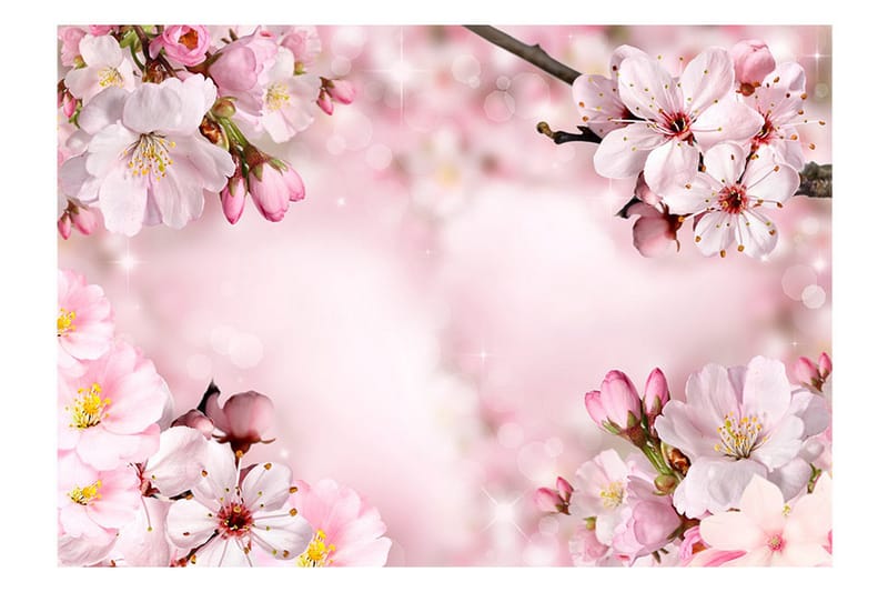 Fototapet Spring Cherry Blossom 350x245 - Artgeist sp. z o. o. - Inredning - Väggdekor - Tapet & tapettillbehör - Fototapet