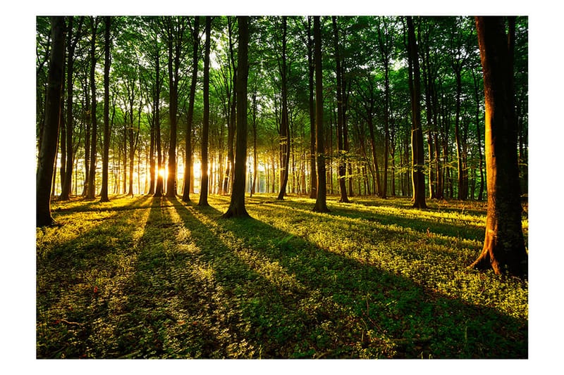 Fototapet Spring Morning In The Forest 100x70 - Artgeist sp. z o. o. - Inredning - Väggdekor - Tapet & tapettillbehör - Fototapet