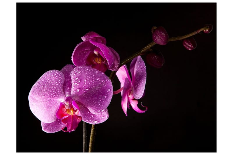Fototapet Stylish Orchids 200x154 - Artgeist sp. z o. o. - Inredning - Väggdekor - Tapet & tapettillbehör - Fototapet