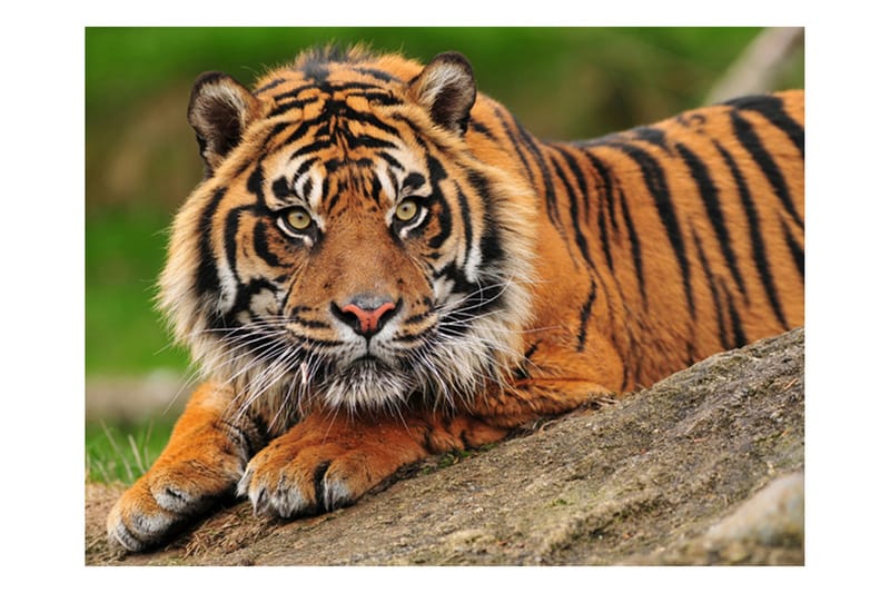 Fototapet Sumatra Tiger 300x231 - Artgeist sp. z o. o. - Inredning - Väggdekor - Tapet & tapettillbehör - Fototapet
