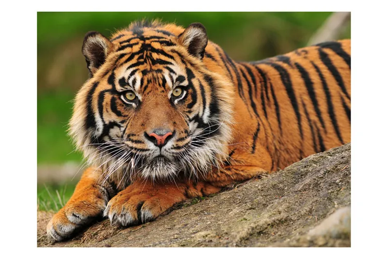 Fototapet Sumatra Tiger 400x309, Artgeist sp. z o. o.
