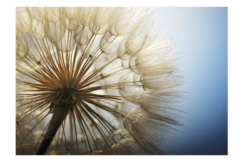 Fototapet Summer Delight 200x140 - Artgeist sp. z o. o. - Inredning - Väggdekor - Tapet & tapettillbehör - Fototapet