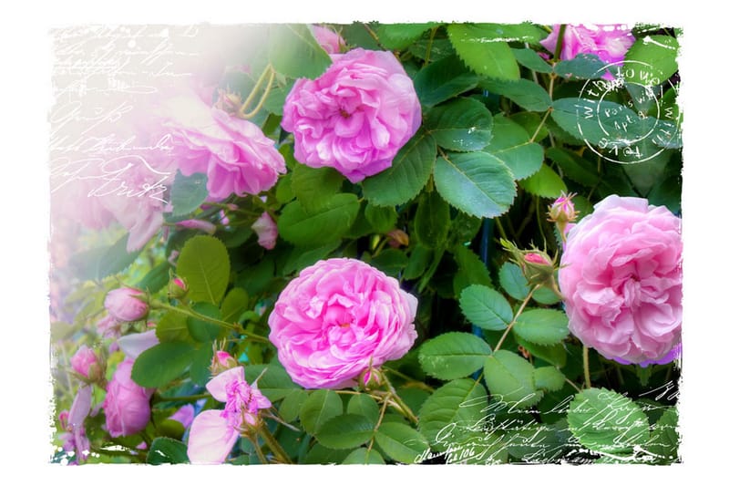 Fototapet Summer Garden 300x210 - Artgeist sp. z o. o. - Inredning - Väggdekor - Tapet & tapettillbehör - Fototapet