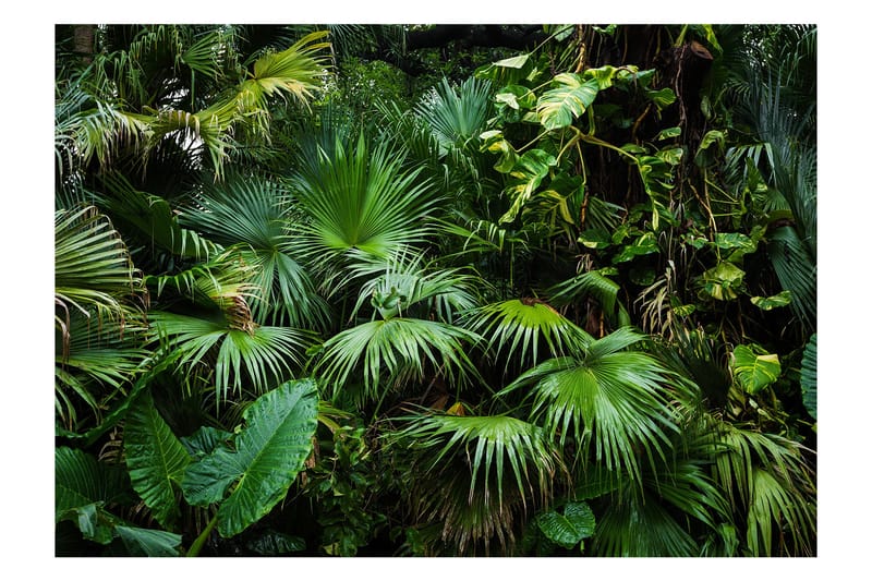 Fototapet Sunny Jungle 100x70, Artgeist sp. z o. o.
