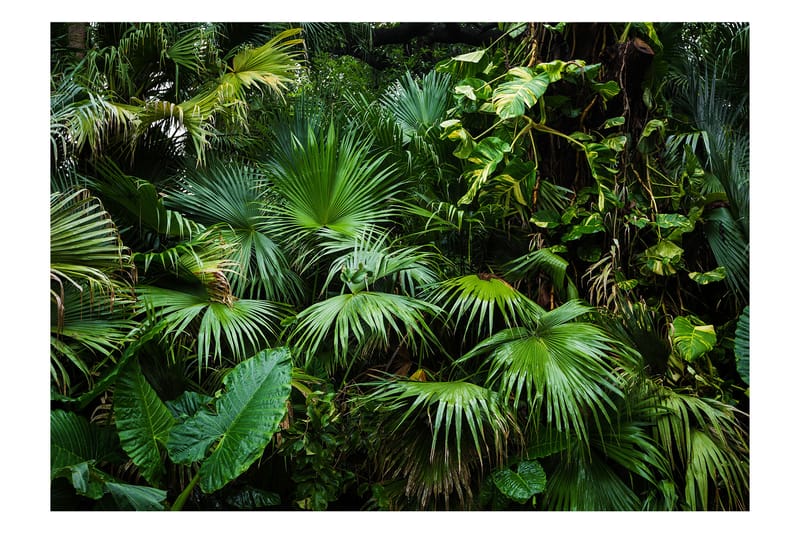 Fototapet Sunny Jungle 300x210 - Artgeist sp. z o. o. - Inredning - Väggdekor - Tapet & tapettillbehör - Fototapet