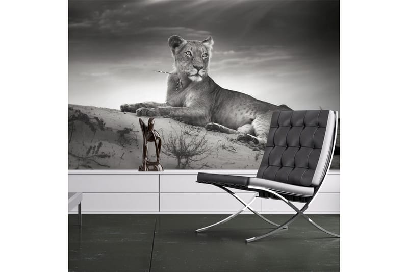 Fototapet Svart Och Vitt Lejoninna 350x270, Artgeist sp. z o. o.