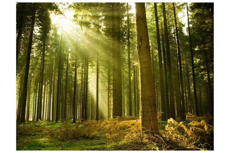 Fototapet Tallskog 300x231, Artgeist sp. z o. o.