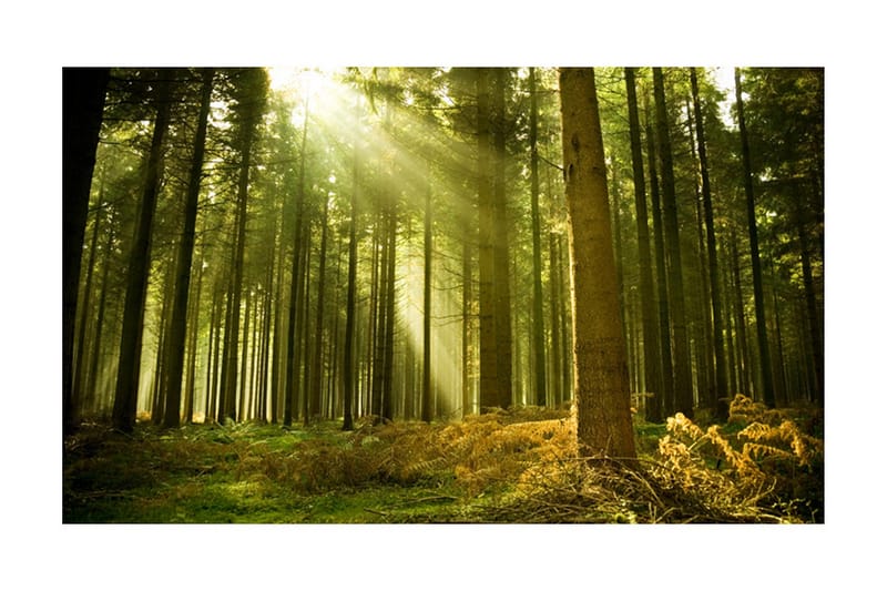 Fototapet Tallskog 450x270, Artgeist sp. z o. o.