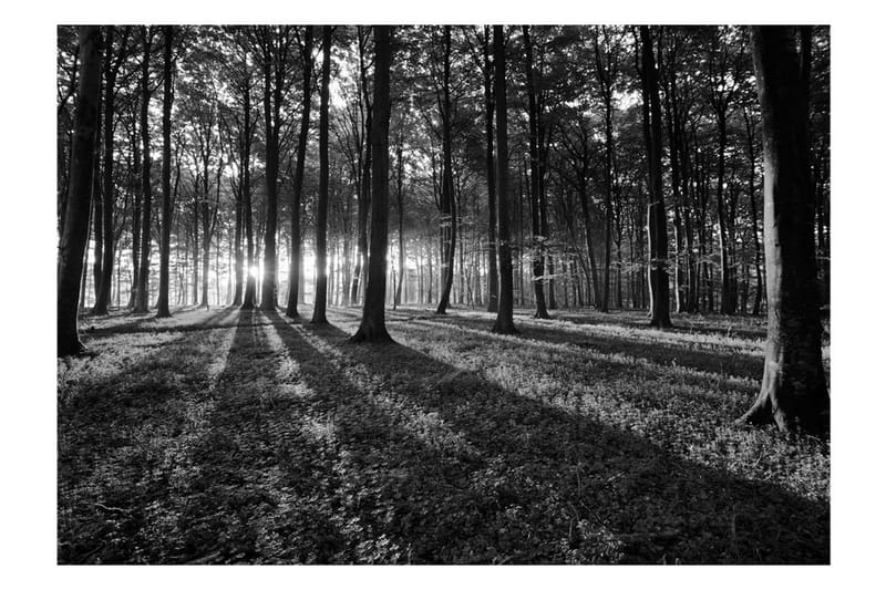 Fototapet The Light In The Forest 300x210 - Artgeist sp. z o. o. - Inredning - Väggdekor - Tapet & tapettillbehör - Fototapet