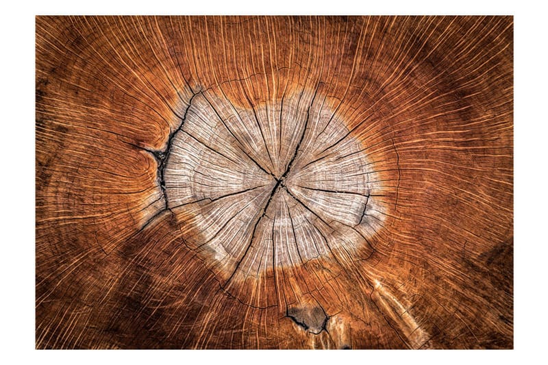 Fototapet The Soul Of A Tree 350x245 - Artgeist sp. z o. o. - Inredning - Väggdekor - Tapet & tapettillbehör - Fototapet