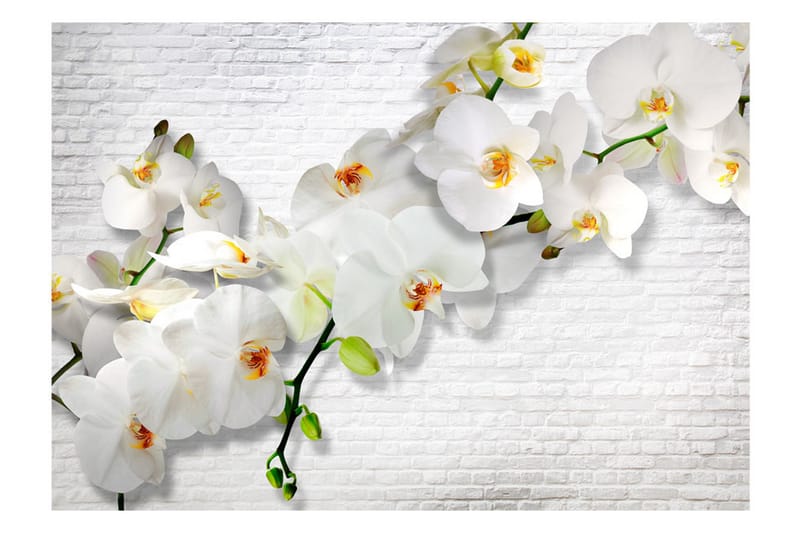 Fototapet The Urban Orchid 250x175 - Artgeist sp. z o. o. - Inredning - Väggdekor - Tapet & tapettillbehör - Fototapet