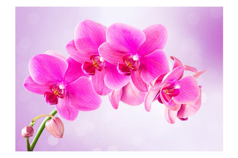 Fototapet Thoughtfulness 100x70 - Artgeist sp. z o. o. - Inredning - Väggdekor - Tapet & tapettillbehör - Fototapet