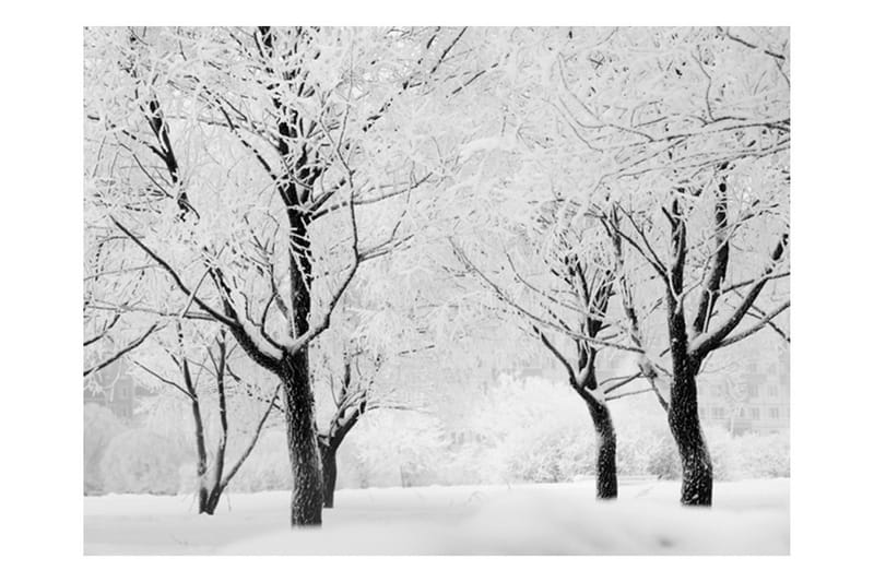 Fototapet Träd Vinter Landskap 350x270 - Artgeist sp. z o. o. - Inredning - Väggdekor - Tapet & tapettillbehör - Fototapet