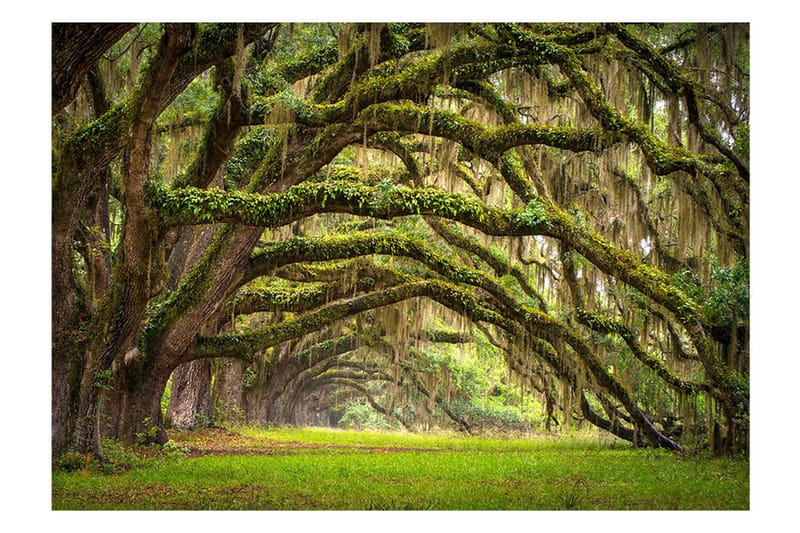 Fototapet Tree Embrace 150x105, Artgeist sp. z o. o.