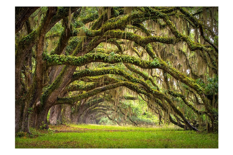 Fototapet Tree Embrace 200x140, Artgeist sp. z o. o.