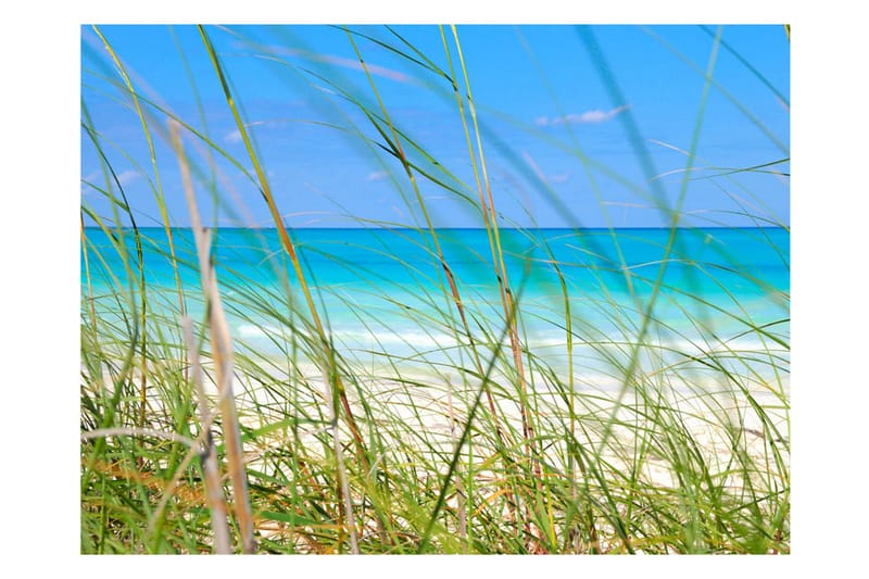 Fototapet Tropical Journey 300x231 - Artgeist sp. z o. o. - Inredning - Väggdekor - Tapet & tapettillbehör - Fototapet