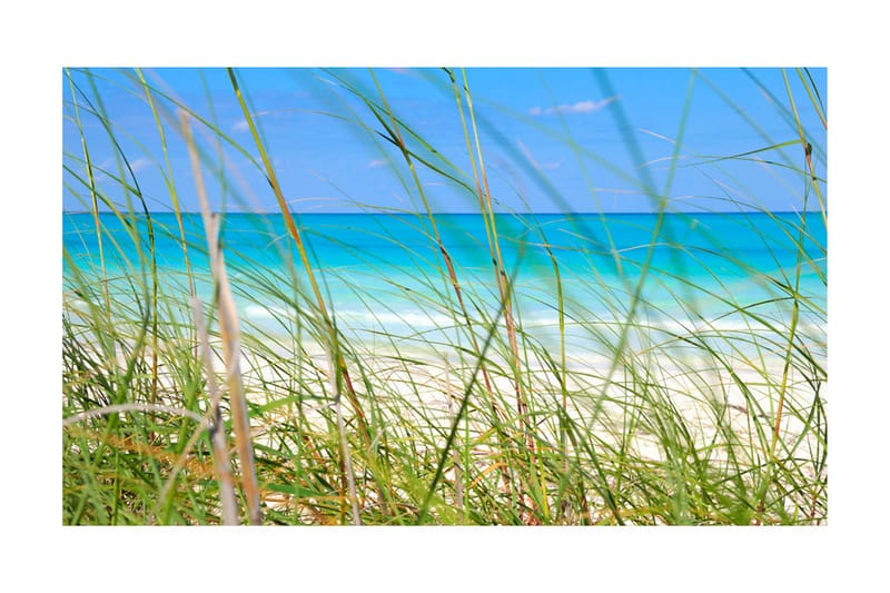 Fototapet Tropical Journey 450x270 - Artgeist sp. z o. o. - Inredning - Väggdekor - Tapet & tapettillbehör - Fototapet