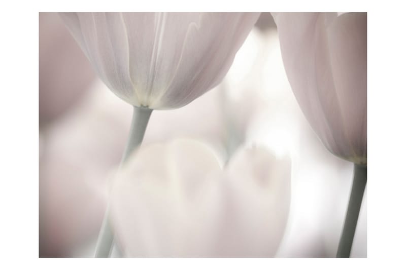 Fototapet Tulips Fine Art Black And White 200x154 - Artgeist sp. z o. o. - Inredning - Väggdekor - Tapet & tapettillbehör - Fototapet