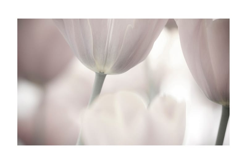 Fototapet Tulips Fine Art Black And White 450x270 - Artgeist sp. z o. o. - Inredning - Väggdekor - Tapet & tapettillbehör - Fototapet