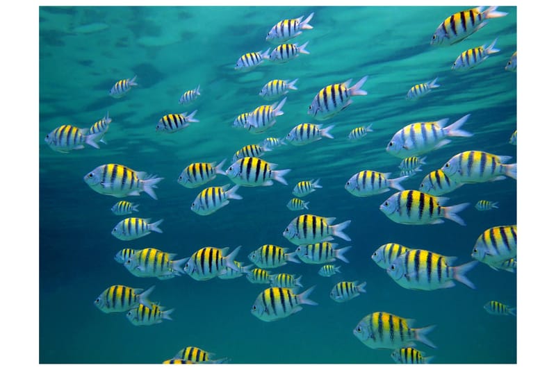 Fototapet Undervattenslandskap Karibien 300x231 - Artgeist sp. z o. o. - Inredning - Väggdekor - Tapet & tapettillbehör - Fototapet