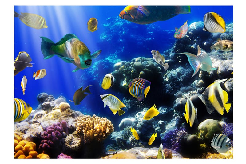 Fototapet Underwater Adventure 200x140 - Artgeist sp. z o. o. - Inredning - Väggdekor - Tapet & tapettillbehör - Fototapet