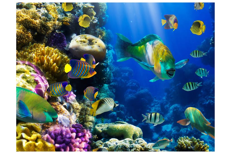 Fototapet Underwater Paradis 300x231, Artgeist sp. z o. o.