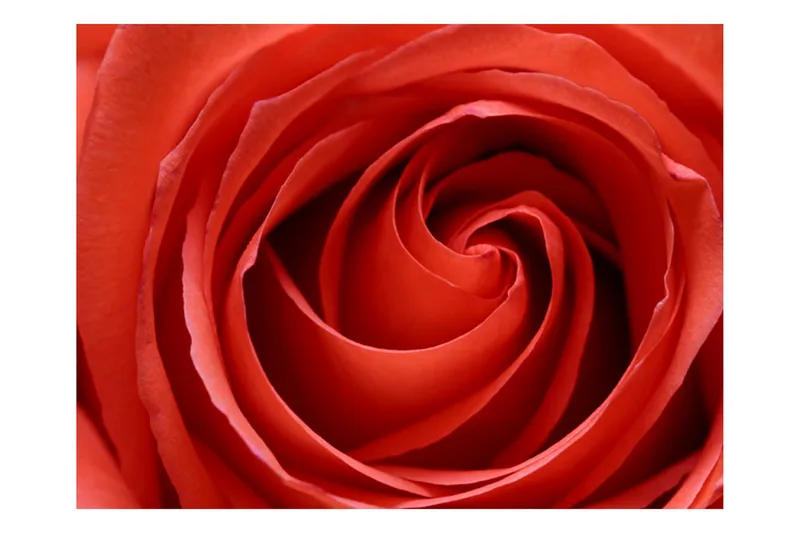 Fototapet Uppvaknande Ros 250x193 - Artgeist sp. z o. o. - Inredning - Väggdekor - Tapet & tapettillbehör - Fototapet