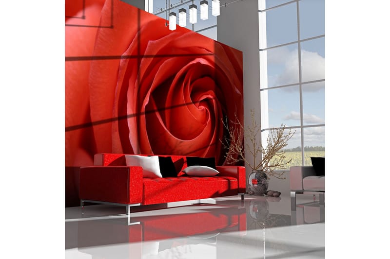 Fototapet Uppvaknande Ros 250x193, Artgeist sp. z o. o.