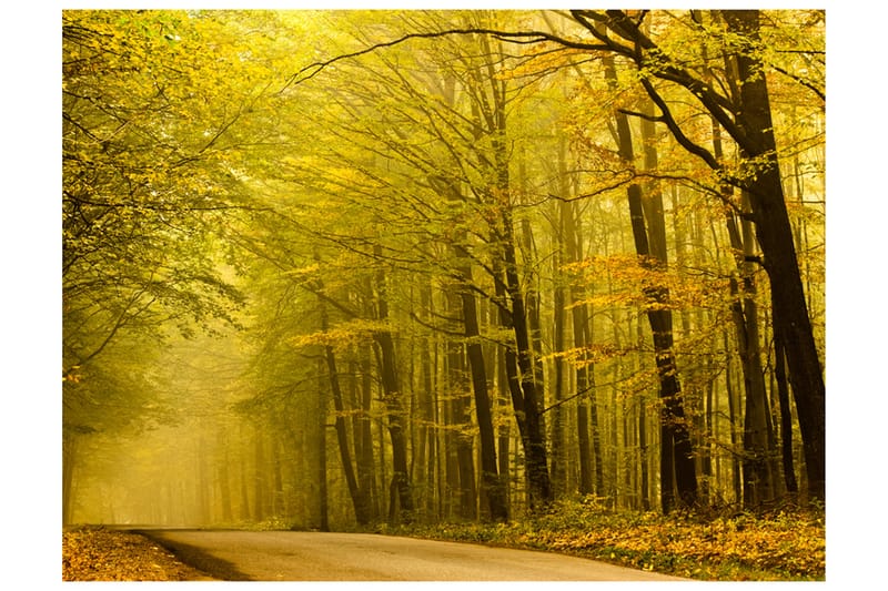 Fototapet Väg Höst Skogen 350x270 - Artgeist sp. z o. o. - Inredning - Väggdekor - Tapet & tapettillbehör - Fototapet