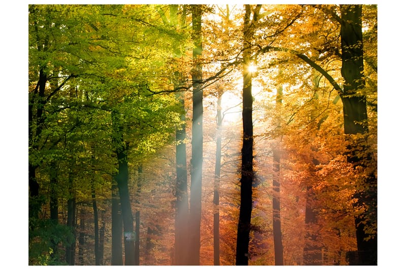 Fototapet Vacker Höst 350x270, Artgeist sp. z o. o.