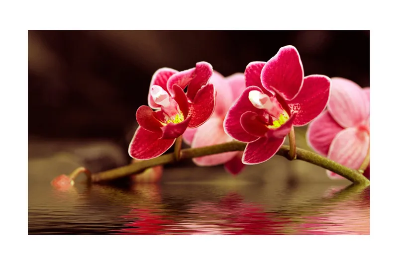 Fototapet Vacker Orkidé Blommor På Vattnet 450x270 - Artgeist sp. z o. o. - Inredning - Väggdekor - Tapet & tapettillbehör - Fototapet
