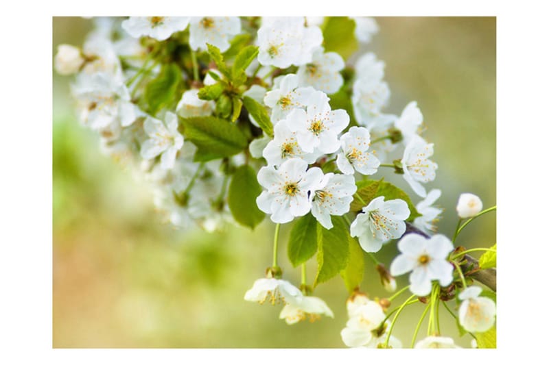 Fototapet Vackra Känsliga Körsbär Blommar 250x193 - Artgeist sp. z o. o. - Inredning - Väggdekor - Tapet & tapettillbehör - Fototapet