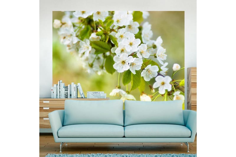 Fototapet Vackra Känsliga Körsbär Blommar 250x193 - Artgeist sp. z o. o. - Inredning - Väggdekor - Tapet & tapettillbehör - Fototapet