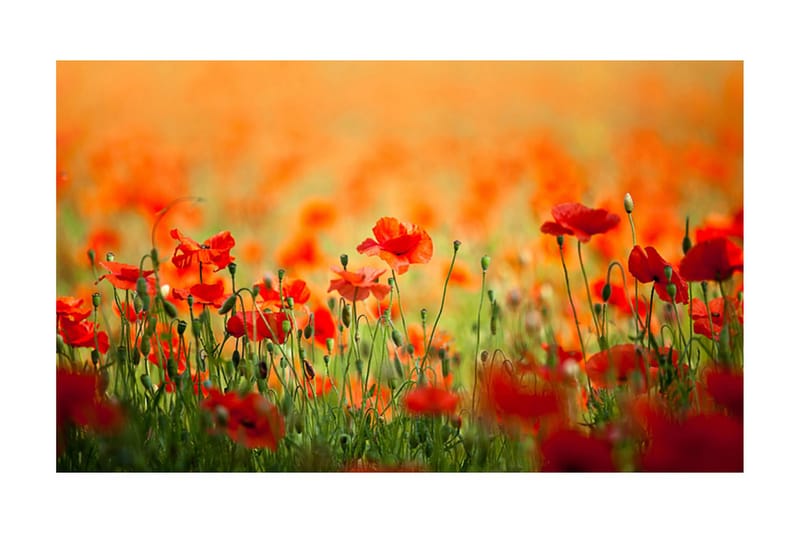 Fototapet Vallmo Skinande Sommardag 450x270, Artgeist sp. z o. o.