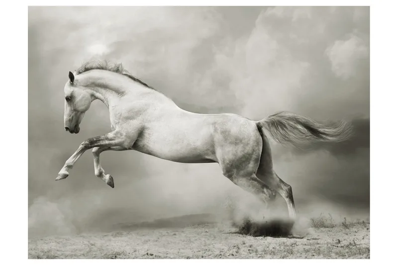 Fototapet Vild Hingst 300x231, Artgeist sp. z o. o.