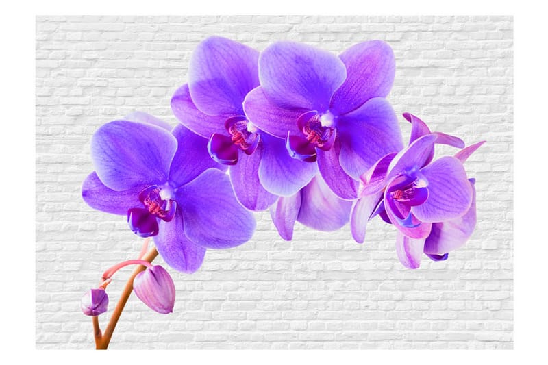 Fototapet Violet Excitation 400x280 - Artgeist sp. z o. o. - Inredning - Väggdekor - Tapet & tapettillbehör - Fototapet