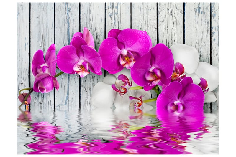 Fototapet Violet Orchids With Water Reflexion 200x154 - Artgeist sp. z o. o. - Fototapet