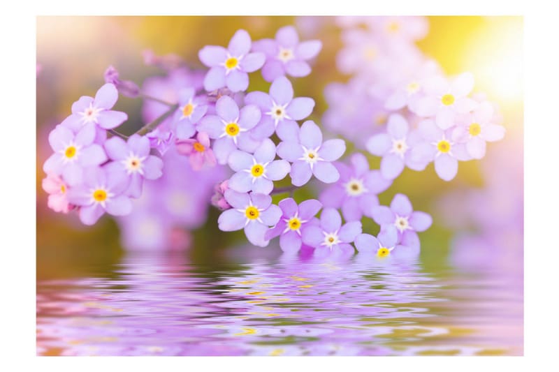 Fototapet Violet Petals In Bloom 150x105 - Artgeist sp. z o. o. - Inredning - Väggdekor - Tapet & tapettillbehör - Fototapet