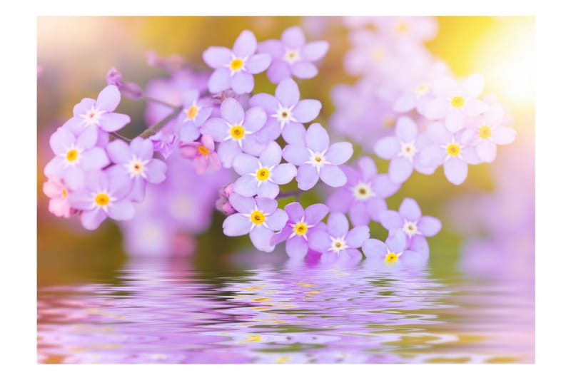 Fototapet Violet Petals In Bloom 300x210 - Artgeist sp. z o. o. - Inredning - Väggdekor - Tapet & tapettillbehör - Fototapet