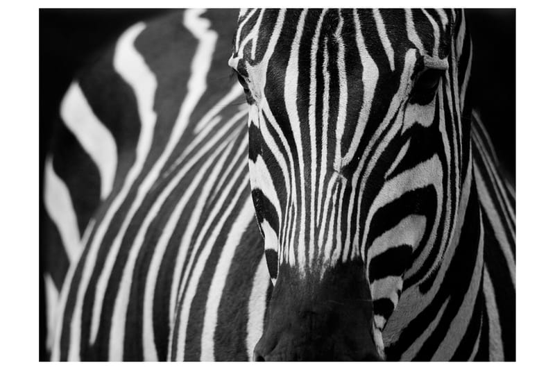 Fototapet Vit Med Svarta Ränder 300x231, Artgeist sp. z o. o.