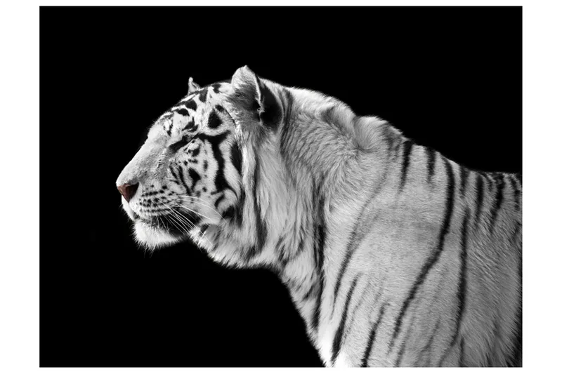 Fototapet Vit Tiger 350x270, Artgeist sp. z o. o.