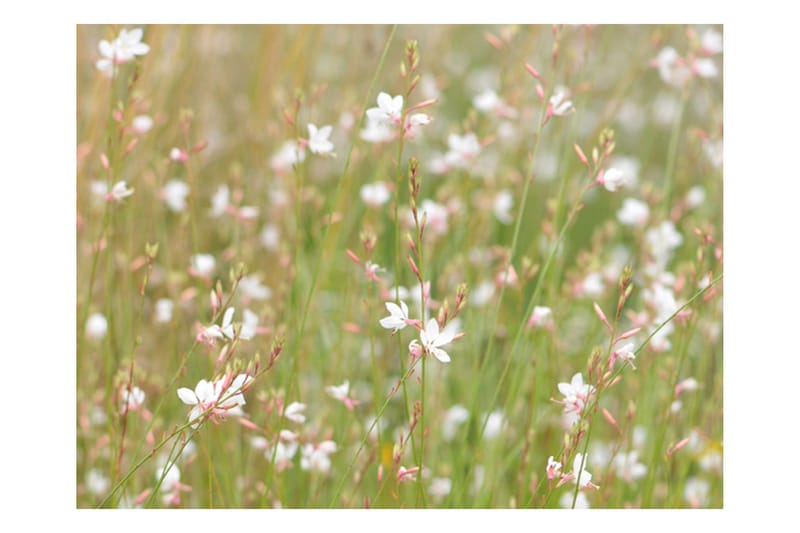 Fototapet Vita Känsliga Blommor 400x309 - Artgeist sp. z o. o. - Inredning - Väggdekor - Tapet & tapettillbehör - Fototapet